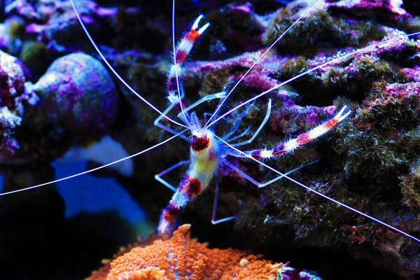 Boxer banded coral shrimp - Stenopus hispidus