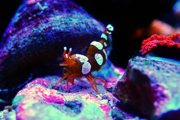 Dans eden Seksi Karides Thor amboinensis