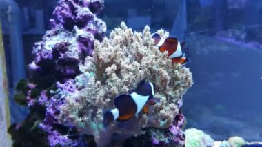 Mercanda oynayan palyaço balıklarıyla 4k video sahnesi