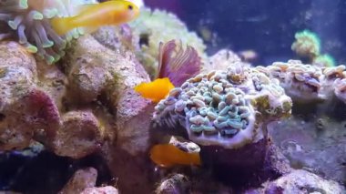 Sarı Coralgoby Gobiodon okinawae