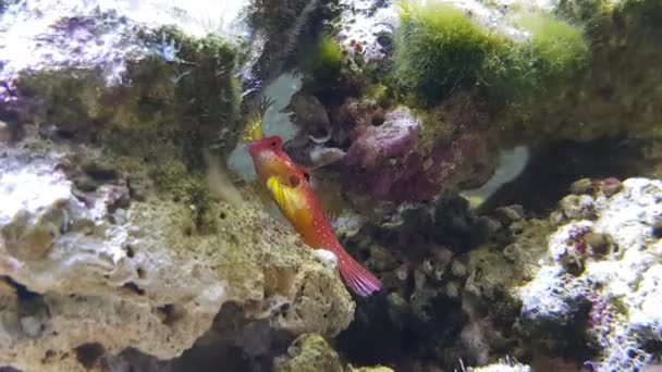 Video Red Ruby Dragonet Fish Synchiropus Sycorax — стокове відео