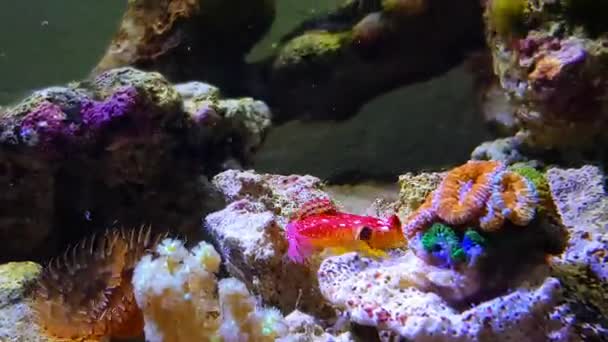 Video Red Ruby Dragonet Fish Synchiropus Sycorax — Stock Video