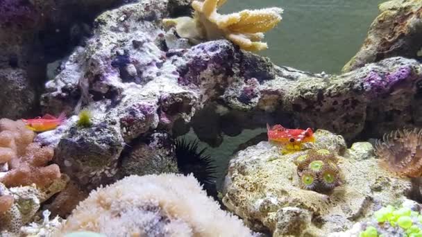 Video Red Ruby Dragonet Fish Synchiropus Sycorax — Stock video