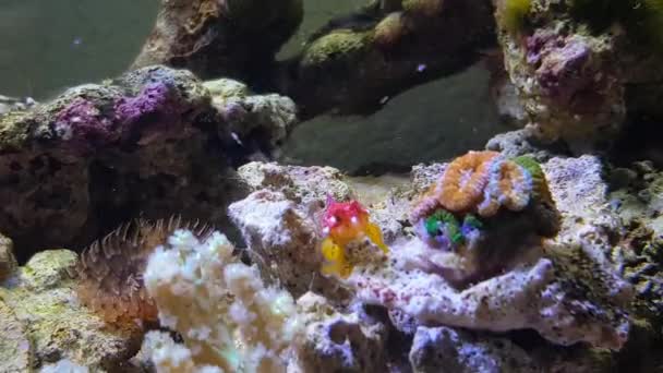 Video Red Ruby Dragonet Fish Synchiropus Sycorax — Stock video