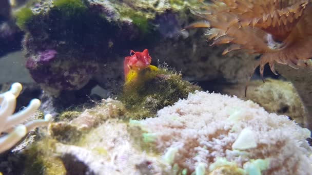 Video Van Rode Robijn Dragonet Vis Synchiropus Sycorax — Stockvideo