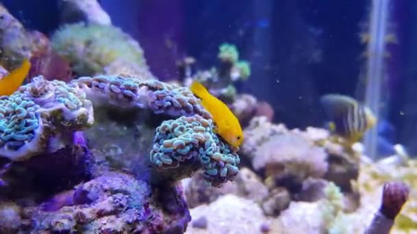 Yellow Coralgoby Gobiodon Okinawae — Stock Video