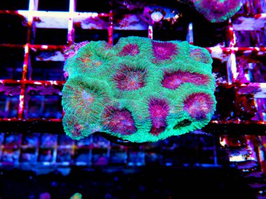 Favia ananas küçük koloni LPS mercan 