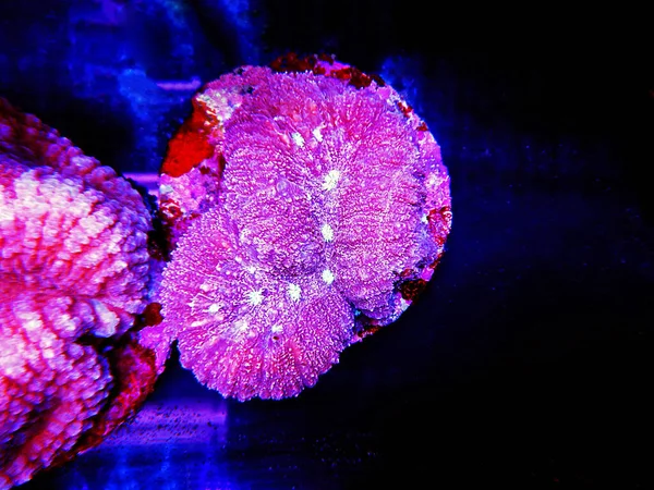 Corail Cervical Lobophyllia Lobophyllia Hemprichii — Photo