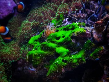 Green cyanobacteria attached on the rock in reef aquarium tank clipart