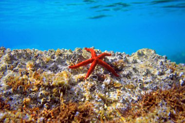 Kızıl Akdeniz yıldızı - Ekinaster sepositus