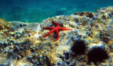 Kızıl Akdeniz yıldızı - Ekinaster sepositus