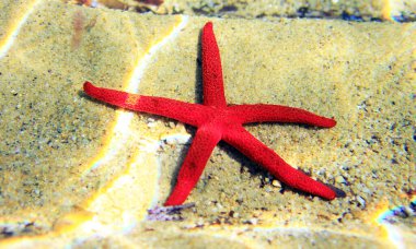 Kızıl Akdeniz yıldızı - Ekinaster sepositus