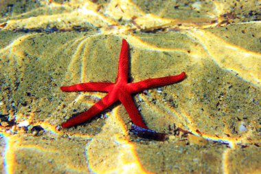 Kızıl Akdeniz yıldızı - Ekinaster sepositus