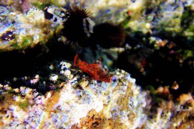 Kırmızı-siyah üçlü yüzgeç (Tripterygion tripteronotum)