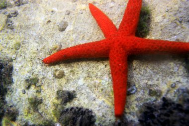 Parlak Kızıl Deniz 'li sualtı sahnesi - Echinaster sepositus