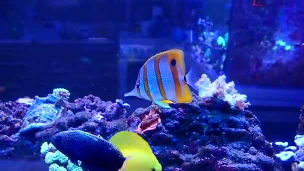 Vídeo Butterflyfish Copperband Chelmon Rostratus — Vídeo de Stock