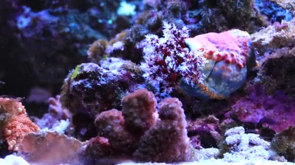 Video Manzana Mar Colorido Invertebrado Marino Pseudocolochirus Violaceus — Vídeos de Stock