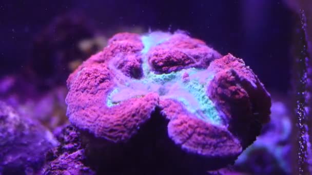 Symphyllia Brain Lps Coral Alimentação Vídeo Lapso Tempo — Vídeo de Stock