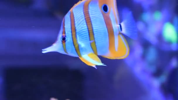 Vídeo Butterflyfish Copperband Chelmon Rostratus — Vídeo de Stock