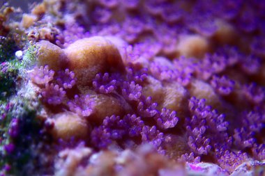 Montipora 'dan ultra makro polip sahnesi. Kısa polip taşlı mercan.
