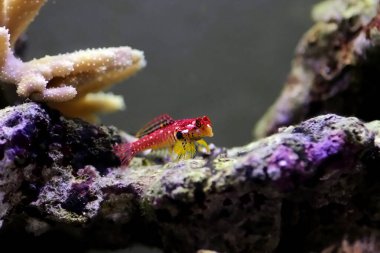 Flaming Scooter Blenny - (Synchiropus sycorax) clipart