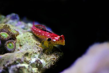 Yanan Scooter Blenny balığı - (Synchiropus sycorax)