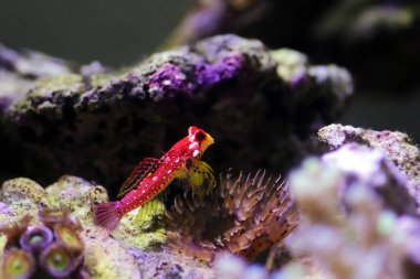 Flaming Scooter Blenny fish - (Synchiropus sycorax) clipart