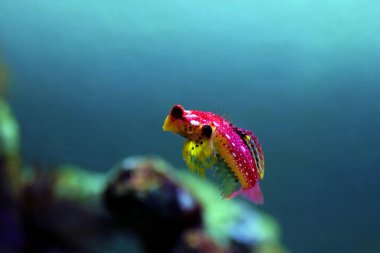 Yanan Scooter Blenny balığı - (Synchiropus sycorax)