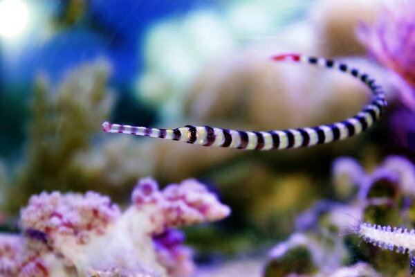 Banded pipefish - Doryrhamphus dactyliophorus