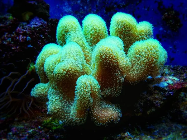 Coral Macio Sarcophyton Colorido Sarcophyton Ehrenbergi — Fotografia de Stock
