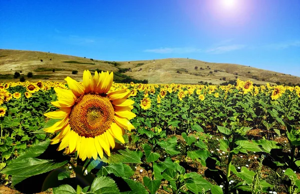 Common Sunflower Plant Helianthus Annuus — Stock Photo, Image