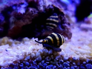 Bumble Bee Snail - (Engina mendicaria) clipart