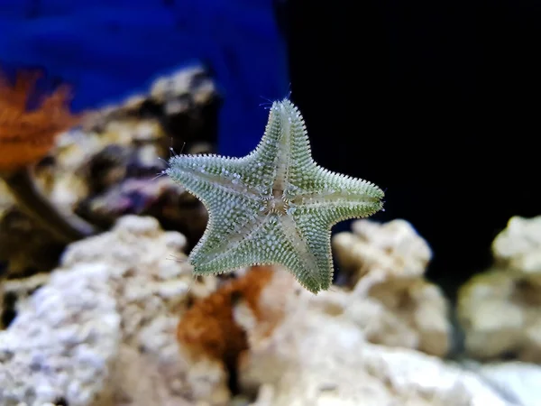 Sterrenkussen Zeester Asterina Gibbosa — Stockfoto