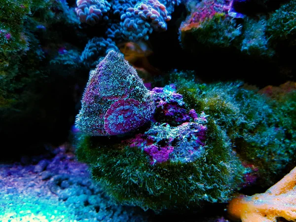 Caracol Mar Acuario Agua Salada Tanque Arrecife —  Fotos de Stock