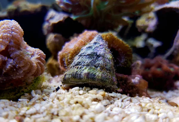 海水水族館サンゴ礁タンクの海カタツムリ — ストック写真