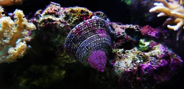 海水水族館サンゴ礁タンクの海カタツムリ — ストック写真