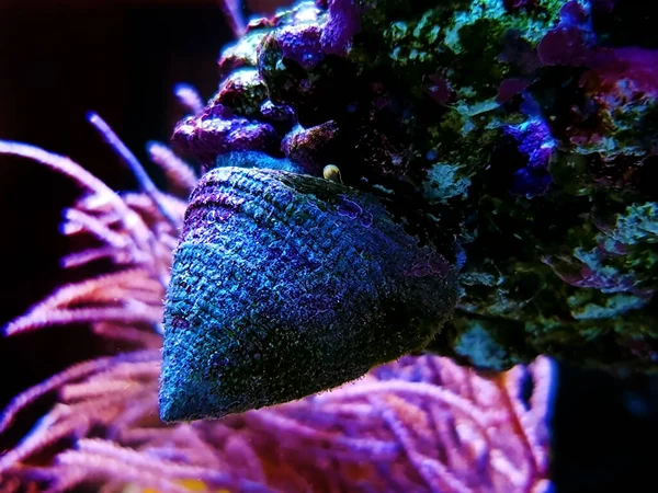 Sea snail in saltwater aquarium reef tank