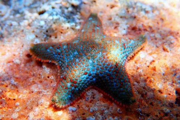 Almofada Estrela Mar Asterina Gibbosa — Fotografia de Stock