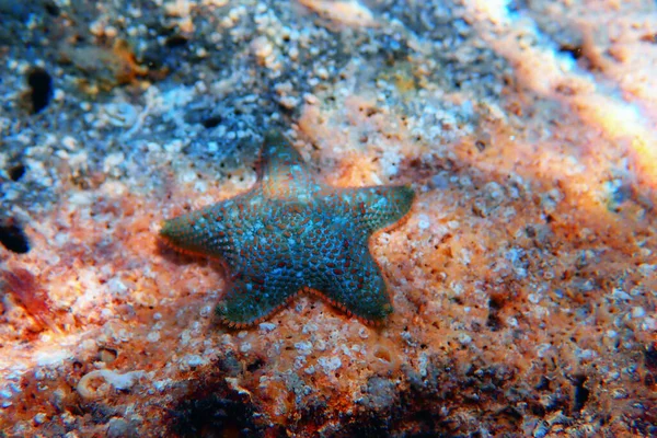 Cojín Estrella Mar Estrella Mar Asterina Gibbosa —  Fotos de Stock