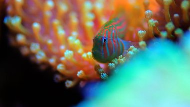 Yeşil Palyaço Mercan Goby - Gobiodon histrio