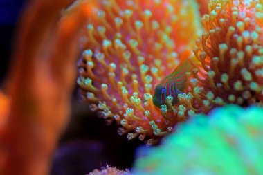 Yeşil Palyaço Mercan Goby - Gobiodon histrio