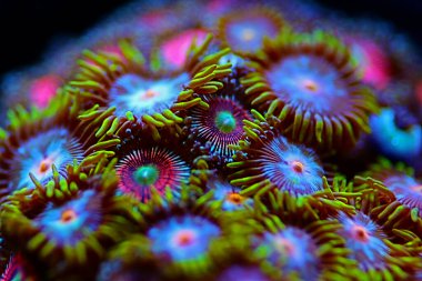 Çok renkli Zoanthus polip kolonisi yakından odaklanıyor
