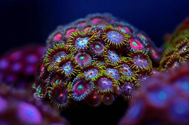 Çok renkli Zoanthus polip kolonisi yakından odaklanıyor