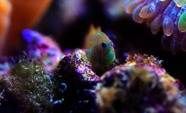 Payaso Verde Coral Goby Gobiodon Histrio —  Fotos de Stock