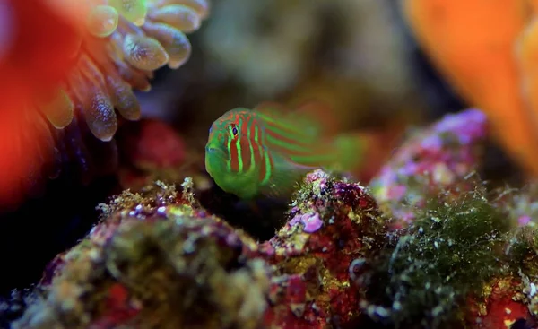 Green Clown Coral Goby Gobiodon Histrio — Stock Photo, Image