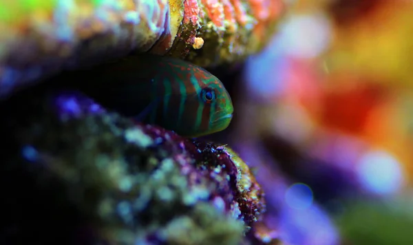Clown Coral Goby Verde Gobiodon Histrio — Foto Stock