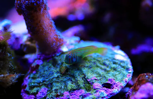 Green Clown Coral Goby Gobiodon Histrio — Stock Photo, Image