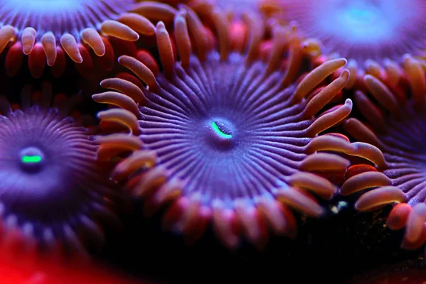 Människor Äta Dyra Zoanthids Koloni Makro — Stockfoto