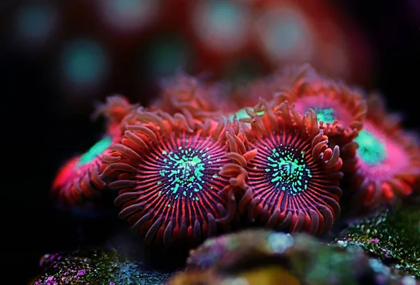 Rojo Mago Caro Caribe Zoanthus Pólipos Macro Shot — Foto de Stock