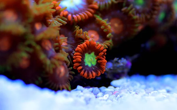 Multicolored Zoanthus Polyps Colony Close Focus — Stock Photo, Image